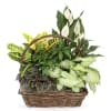 Abundant Greens Planter Basket | Wilmington, Delaware Florist * Not available for