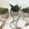 Three small potted succulents in ceramic bowls with rope handles