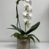 White orchid plant in a metallic pot with moss and a small succulent