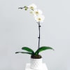 White orchid plant in a textured white pot