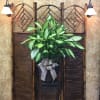 Potted green houseplant with a decorative bow on a stand