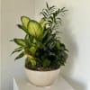 Potted tropical foliage arrangement in a white bowl planter