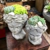 Two succulent arrangements in sculpted gray face planters