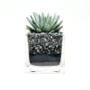 Succulent in a clear square glass planter with layered pebbles