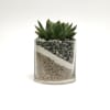 Succulent in a clear glass container with layered sand and pebbles