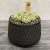 Potted succulent arrangement in a black textured planter