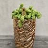 Potted succulent in a textured copper-colored container