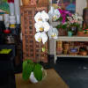 ORCHID