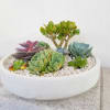Succulent arrangement in a white bowl planter with white gravel