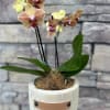 Potted orchid arrangement in a cream planter with a home blessing plaque