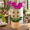 Potted purple orchid arrangement in a woven basket planter