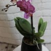 Potted purple orchid with blooms in a black container