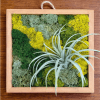 Framed moss wall art with a small air plant attached