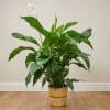 Potted peace lily plant in a woven basket planter