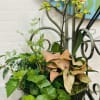 Potted orchid with ivy and syngonium in a decorative container