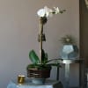 White orchid arrangement in a dark pot on a pedestal