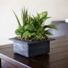 Potted green plant arrangement in a black square container on a table