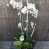 White orchids and succulents arranged in a black bowl