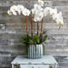 White orchid arrangement in a striped ceramic pot