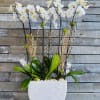 White orchid arrangement in a white textured planter