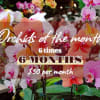 Orchid display with pink, white, and orange blooms and promotional text overlay