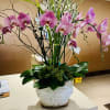 Pink orchids arranged in a white ceramic pot