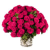 Our classic 75 hot pink roses are designed with long-stem roses, rich