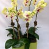Potted orchid arrangement with pale yellow blooms in a rectangular planter