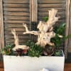 Succulent arrangement in a white rectangular planter with driftwood accents