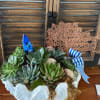 Succulent arrangement in a white shell-shaped container with blue ribbon accents
