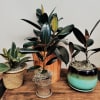 Three potted rubber plants arranged on a wooden table
