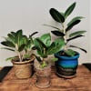 Three potted fiddle leaf fig plants on a wooden table