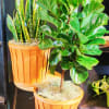 Two potted houseplants in wooden baskets, including a snake plant and a fiddle leaf fig
