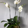 This fresh and beautiful orchid arrangement is sure to brighten up any