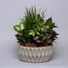 Mixed potted houseplants in a decorative ceramic planter