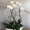 White orchids arranged in a white bowl planter with decorative twigs
