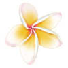 Single yellow and white plumeria flower on a white background