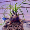 Bulbous caudex plant with long arching green blades mounted on a rough stone above a glass tank