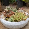 Low white ceramic bowl filled with assorted green and red succulents.
