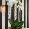 White orchids arranged in a gray bowl planter with succulents