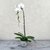 White orchid plant in a gray pot