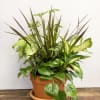 Mixed potted houseplants in a terracotta pot with saucer on a wooden surface.