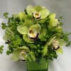 Green orchid arrangement in a square glass vase