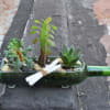 Succulent arrangement in a green glass bottle with a ribbon tie