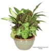 Mixed green houseplants in a decorative ceramic pot