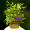 Basket arrangement of tropical foliage with purple flowers