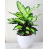 Potted plant with bright green variegated leaves in a white ceramic pot