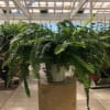 Hanging fern plant in a white pot on a pedestal