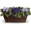 Three African violet plants in a wicker basket