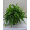 Potted fern plant with arching fronds